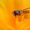 SYRPHE que l'on confond très souvent avec l'abeille. 2022. dans les fleurs communales, sur PAVOT DE CALIFORNIE, à proximité de l'école de Fay aux Loges. FLORA ASSADI